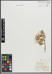 Foto von Salix arctica Pall.